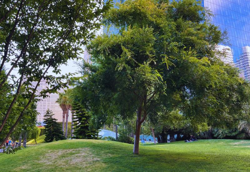 A grassy lawn and trees.