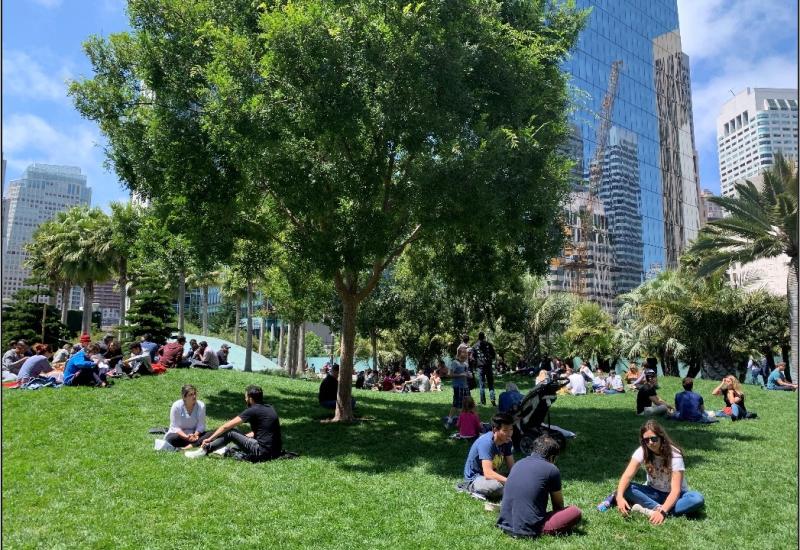 A grassy lawn and trees.