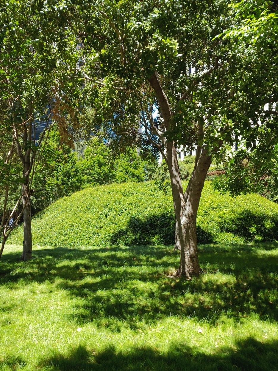 Tree grove at TJPA's Salesforce Park at the east end.