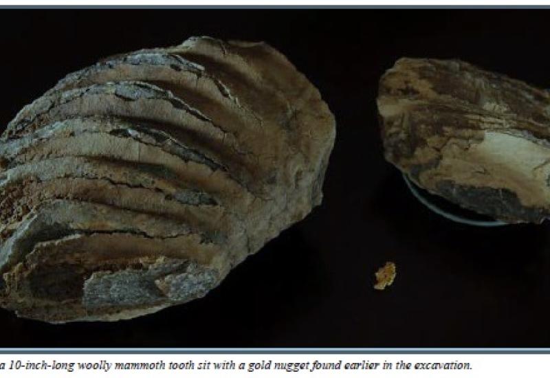 SF Chronicle photo of found mammoth tooth.