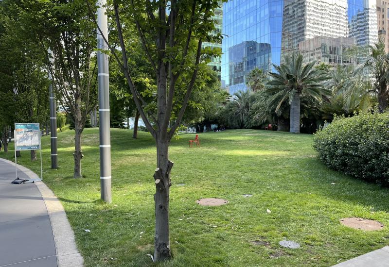 A grassy lawn and trees.