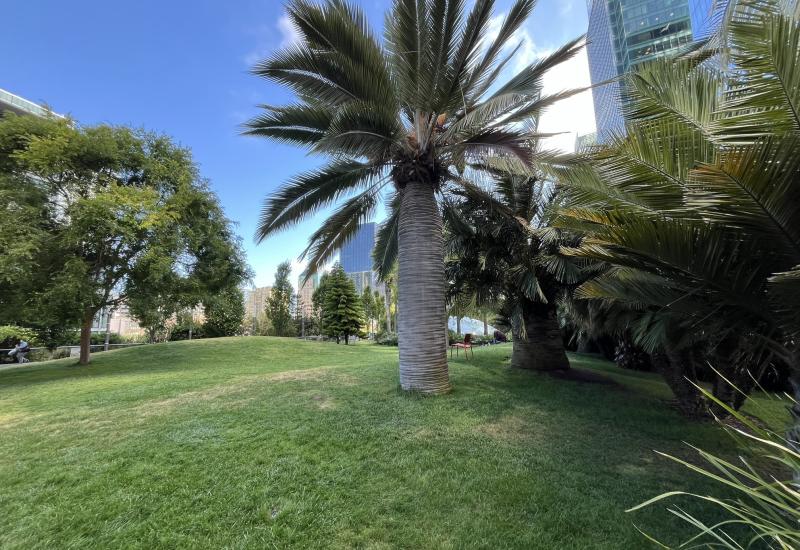 A grassy lawn and trees, with a palm tree in the foreground.