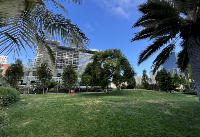A grassy lawn and trees.